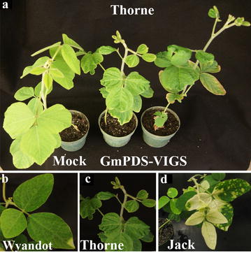 Fig. 5