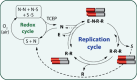 Scheme 2