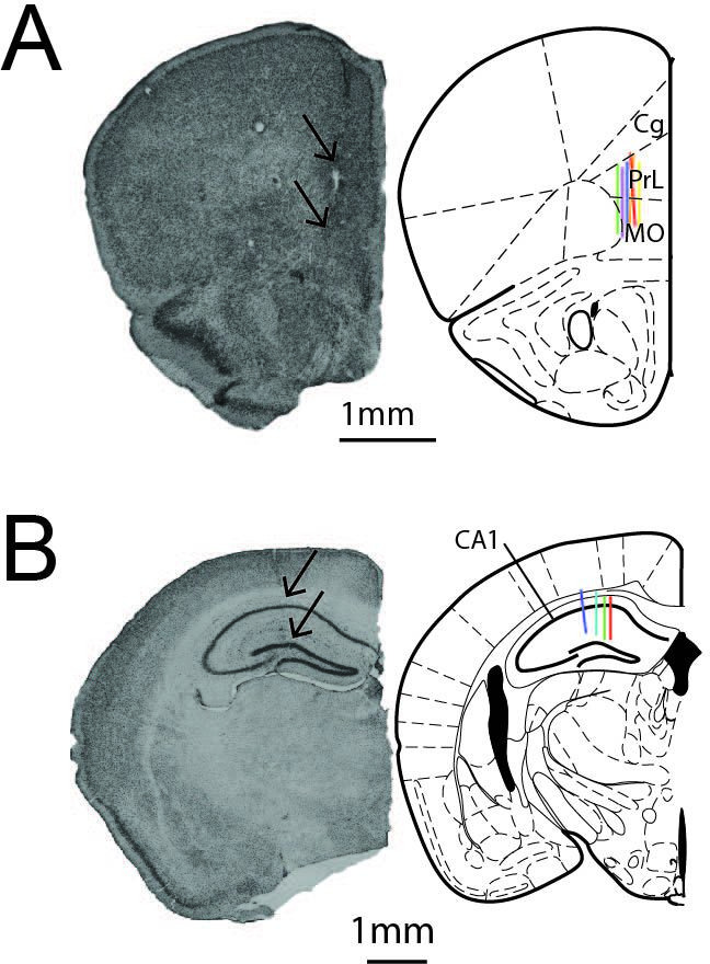 Figure 1—figure supplement 1.