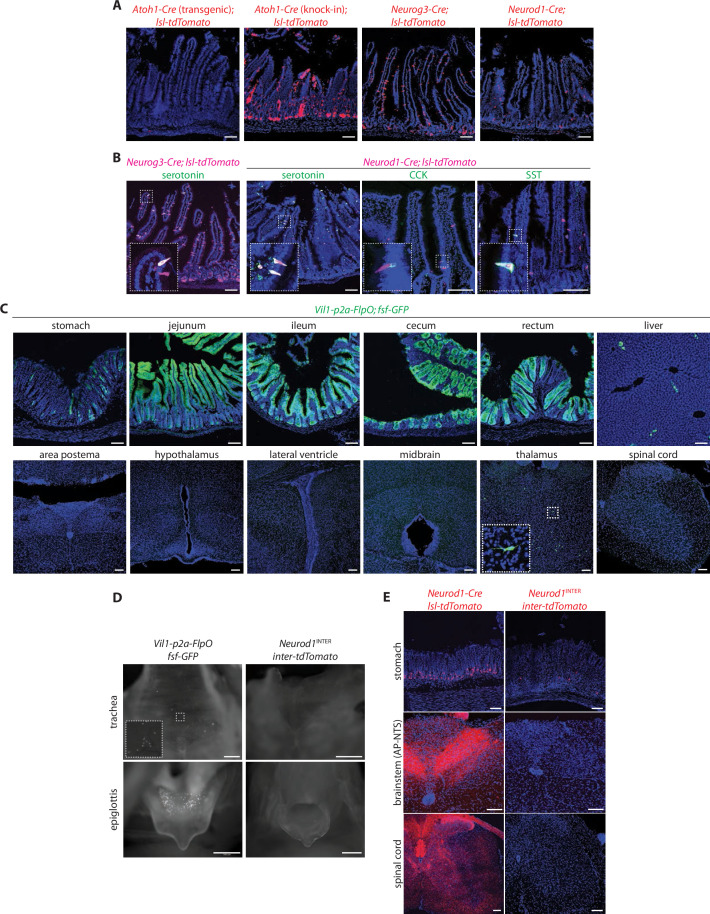 Figure 1—figure supplement 1.