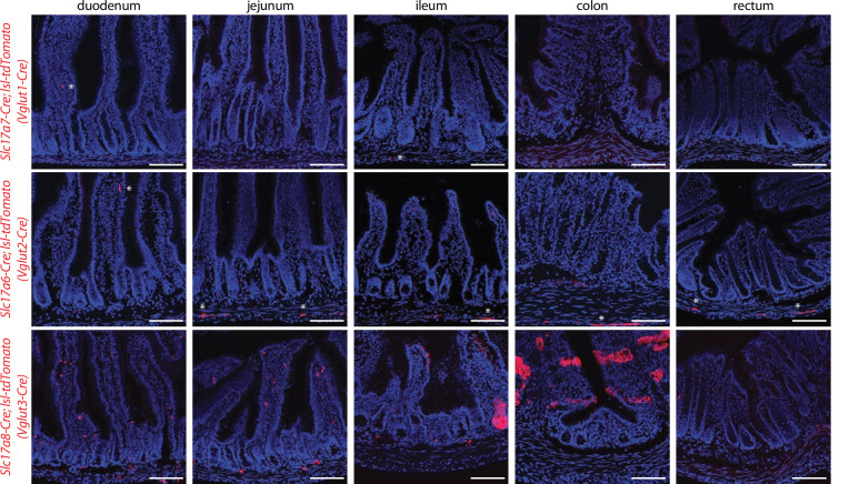 Figure 2—figure supplement 2.