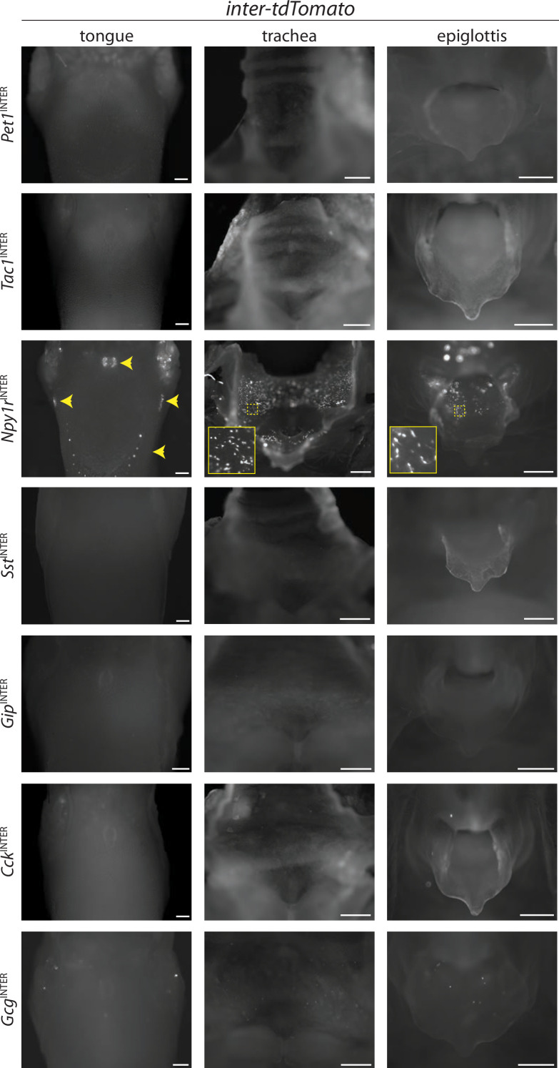 Figure 3—figure supplement 2.