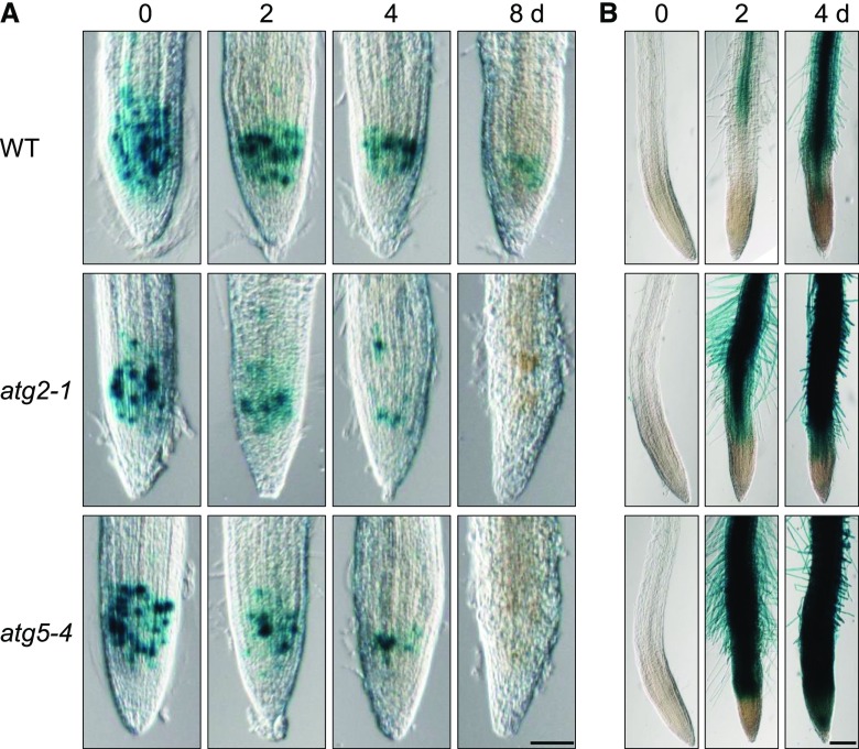 Figure 7.