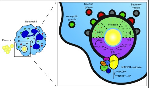 Figure 5.