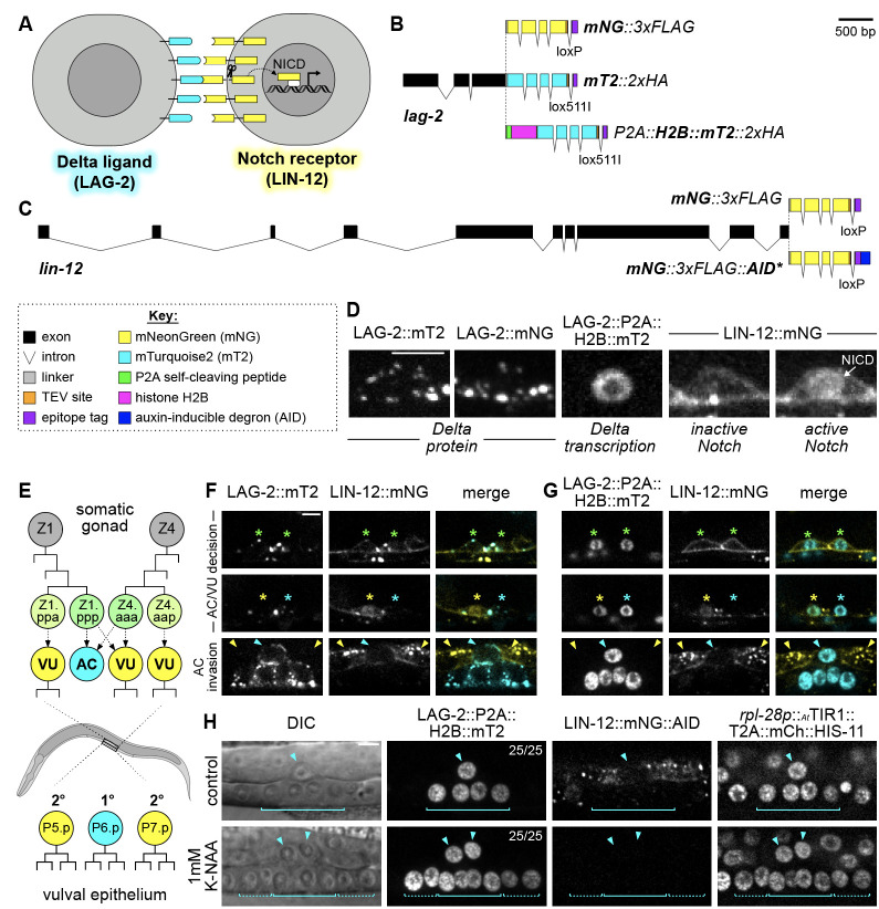 
Figure 1.

A toolkit to simultaneously visualize endogenous Delta and Notch dynamics
in vivo
.

