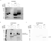 Figure 1—figure supplement 2.