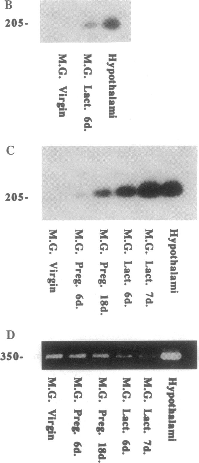 graphic file with name pnas01133-0395-a.jpg