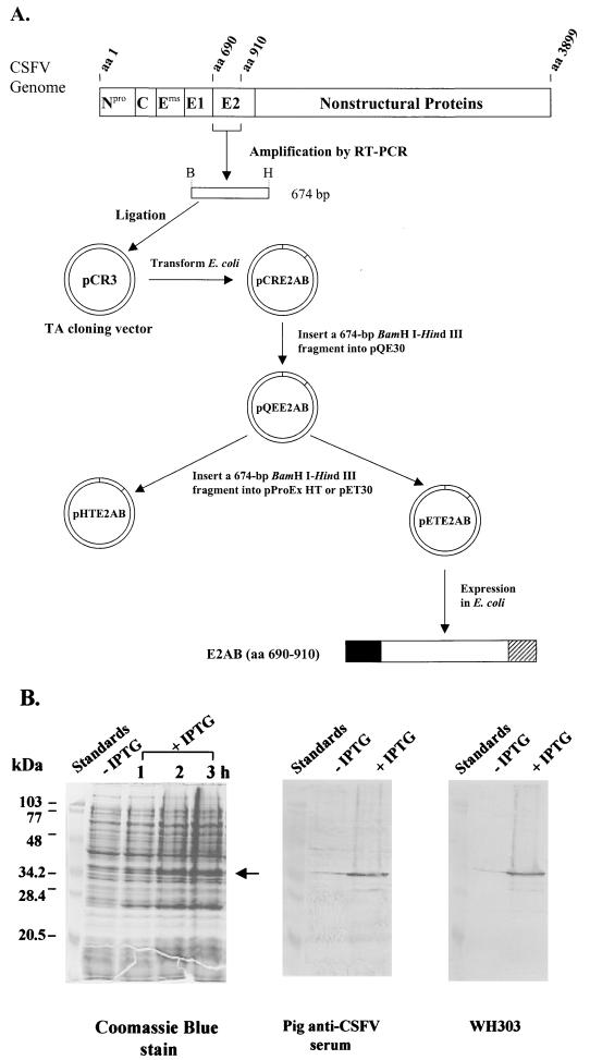 FIG. 1