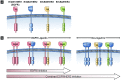 A：EGFR(ErbB1)、HER2(ErbB1)、HER3(ErbB3)、HER4(ErbB4)基因编码4个ErbB受体。有11个生长因子可结合于这些受体，包括：EGF、转化生长因子-α、双调蛋白、纤维素、epigen、表皮调节蛋白、肝素结合EGF和4个神经调节蛋白。神经调节蛋白为HER3和HER4二聚体的配体。B：配体结合可触发受体的同源二聚化和异源二聚化。尽管EGFR抑制剂仅可阻断EGFR介导的信号传导，但抑制EGFR和HER2可阻断所有来自NSCLC相关的同源二聚体和异源二聚体的信号传导。<break/>缩写：EGFR=表皮生长因子受体。<break/>注：本图得到版权所有者©CIG Media Group, L.P.复制许可