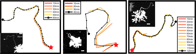 Figure 2—figure supplement 1.