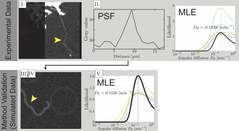 Figure 4—figure supplement 1.