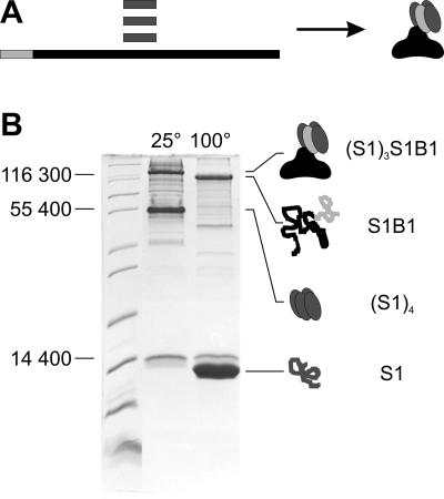 Fig 1.