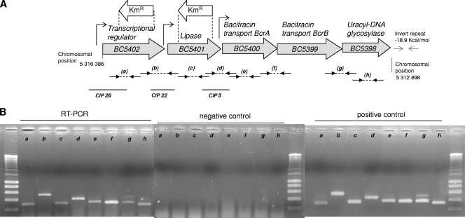 FIG. 1.