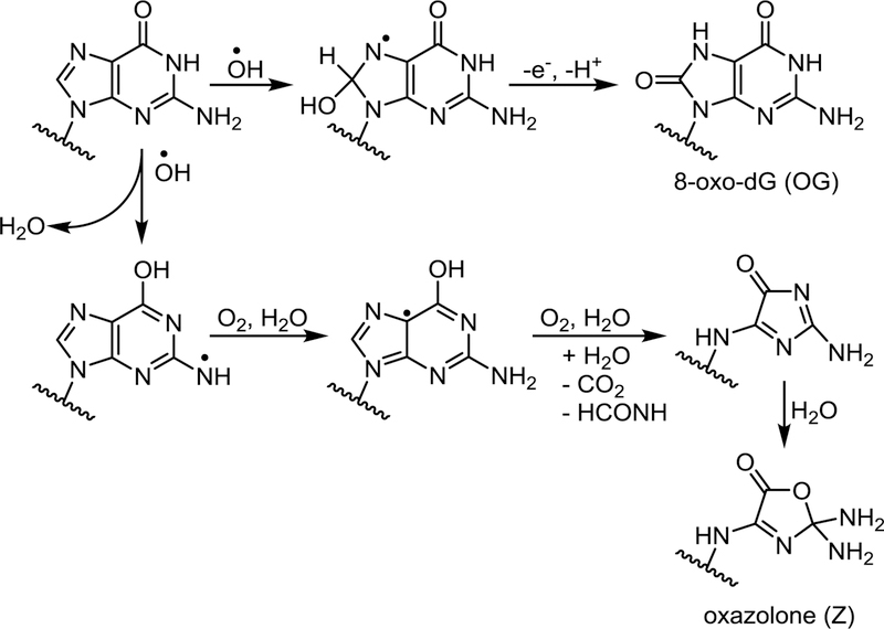 Scheme 4.