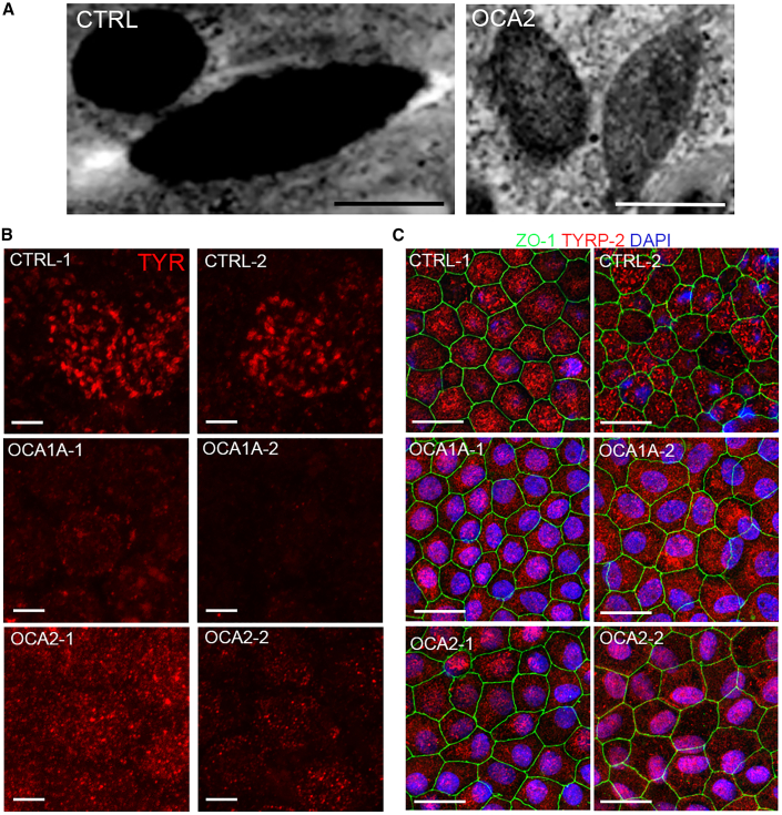 Figure 4