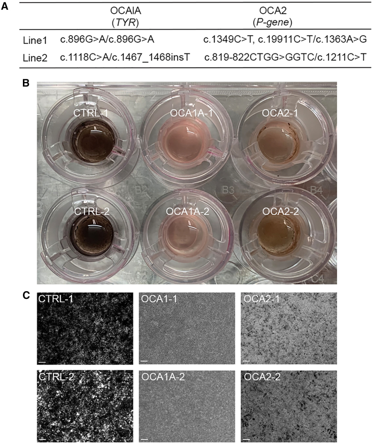 Figure 1