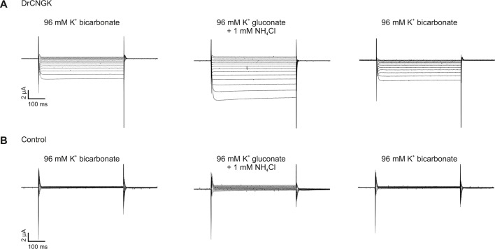 Figure 5—figure supplement 1.