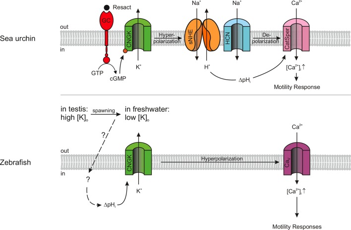 Figure 7.