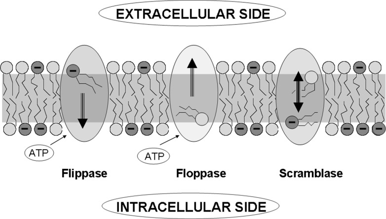 Fig. 1