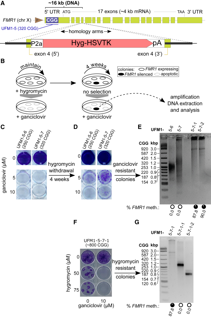 Figure 4