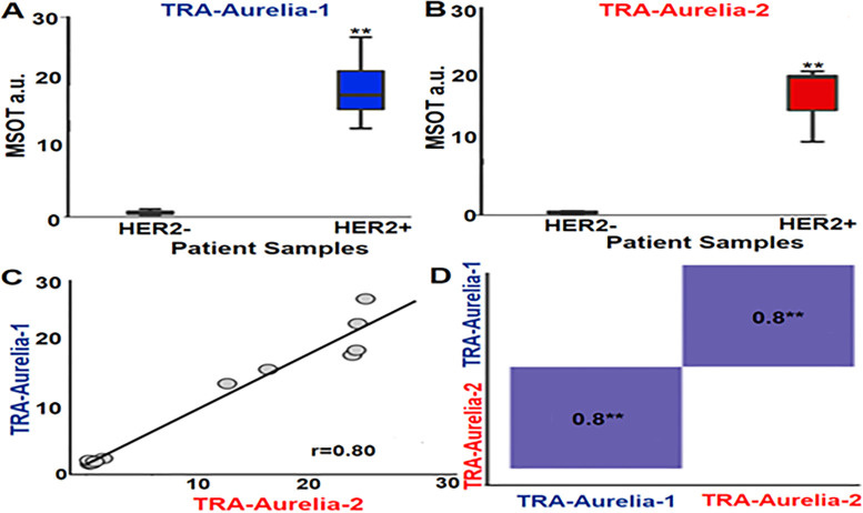 (A) Box plot shows a significantly higher trastuzumab (TRA)-Aurelia-1 uptake (mean, 19.25 ± 0.667; max, 1.2; min: 13.3) in human epidermal growth factor receptor 2 (HER2)–positive human breast tumors compared with HER2-negative tumors (P = .002 using Kruskal-Wallis test). (B) Box plot shows a significantly higher TRA-Aurelia-2 uptake (mean, 16.16 ± 4.793; max, 20.6; min, 10.7) in HER2-positive tumor tissue in comparison with HER2-negative tumors (P = .002 using Kruskal-Wallis test). Error bars describe 95% CI for each data point. (C, D) Pearson correlation curve data for TRA-Aurelia-1 and TRA-Aurelia-2 uptake in HER2 tumors shows significant correlation (r = 0.8, P = .002). ** = P < .01, a.u. = arbitrary units, MSOT = multispectral optoacoustic tomography.