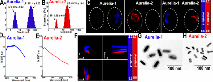 Characterization of spectrally distinct Aurelia-1 and Aurelia-2 gold nanorods (GNRs). (A) Dynamic light scattering–based distribution of Aurelia-1 (larger peak [LP], 101.4 ± 1.53 [SD]; polydispersity index [PDI], 0.82 ± 0.004) (smaller peak [SP], 3.06 ± 0.02; PDI, 0.82 ± 0.004). (B) Dynamic light scattering–based distribution of Aurelia-2 (LP, 68.76 ± 1.04; PDI, 0.82 ± 0.004) (SP, 1.06 ± 0.03; PDI, 0.82 ± 0.004). (C) Multispectral optoacoustic tomography (MSOT)–based detection of Aurelia-1 (blue) and Aurelia-2 (red) GNRs inside a tissue-mimicking phantom. (D, E) MSOT identification of the near-infrared spectral shape of Aurelia-1 (absorption peak at 780 nm) and Aurelia-2 (absorption peak at 720 nm). (F) MSOT detection of predefined blue (Aurelia-1) and red (Aurelia-2) color from the mixture of 1 mg of both GNRs after spectral unmixing. (G, H) Transmission electron microscopy image findings determined GNR size and total Aurelia-1 and Aurelia-2 size. Aurelia-1 and Aurelia-2 GNR sizes were as follows: Aurelia-1 length: 44.9 nm ± 2.01, width: 35.75 nm ± 1.20; Aurelia-2 length: 21.21 nm ± 2.12, width: 9.13 nm ± 0.25. The total particle sizes, including silica and chitosan, of Aurelia-1 and Aurelia-2 were as follows: Aurelia-1 length: 50.5 nm ± 3.06, width: 38.92 nm ± 0.87; Aurelia-2 length: 23.52 nm ± 2.09, width: 10.23 nm ± 0.43. a.u. = arbitrary units.