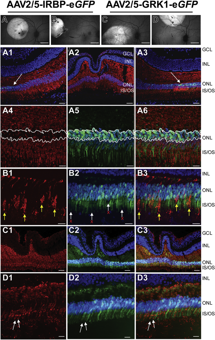 Figure 2