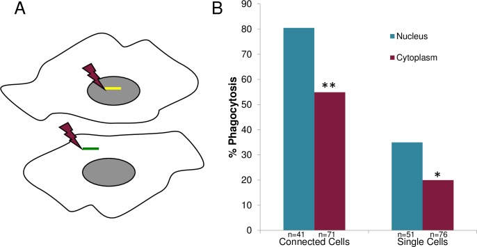 Fig 13