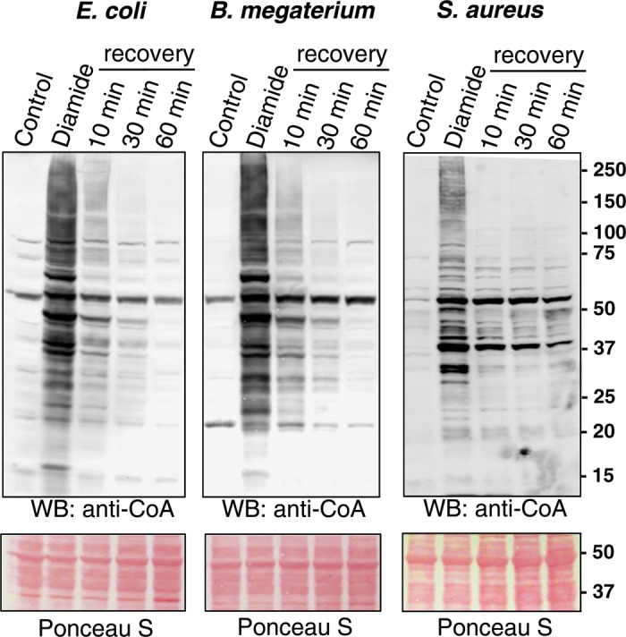 Figure 2.