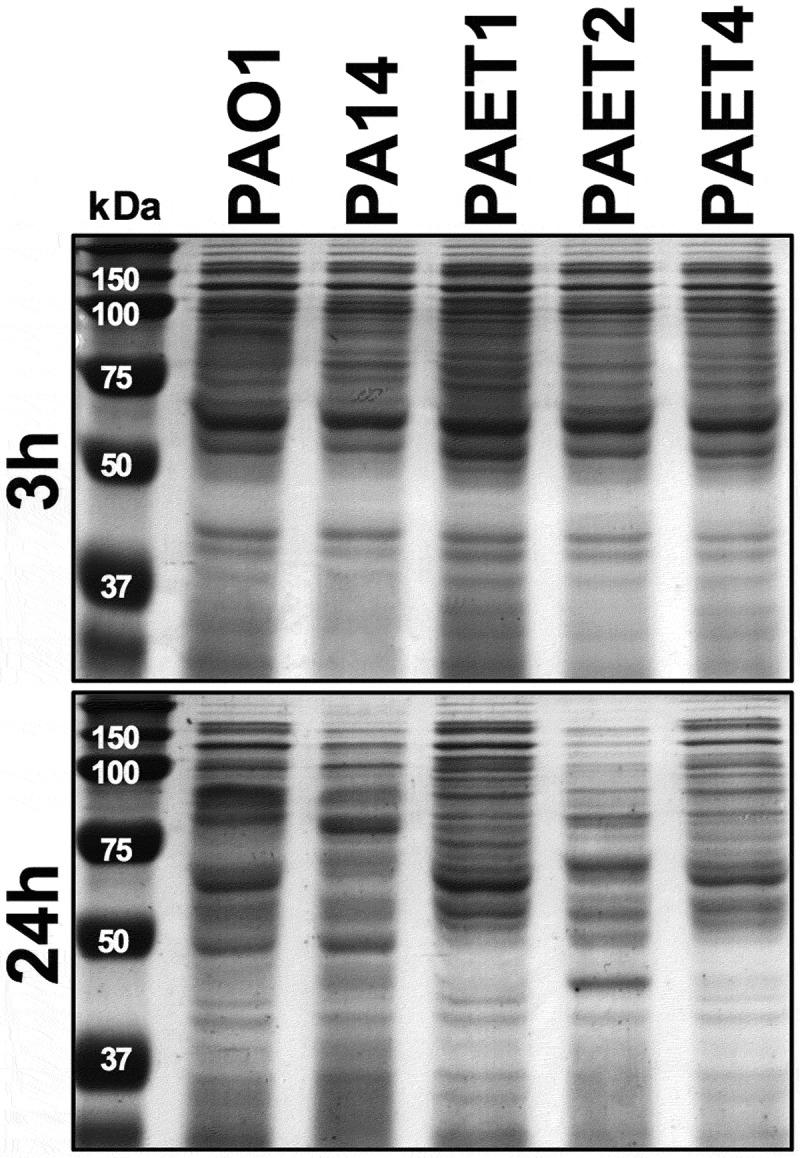 Figure 5.