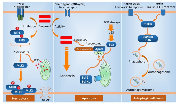 Fig. (1)