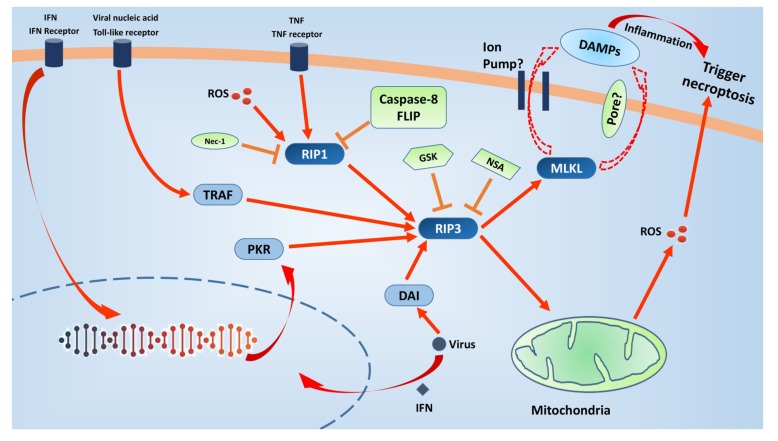 Fig. (2)