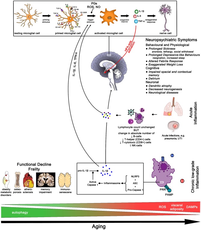 Figure 12