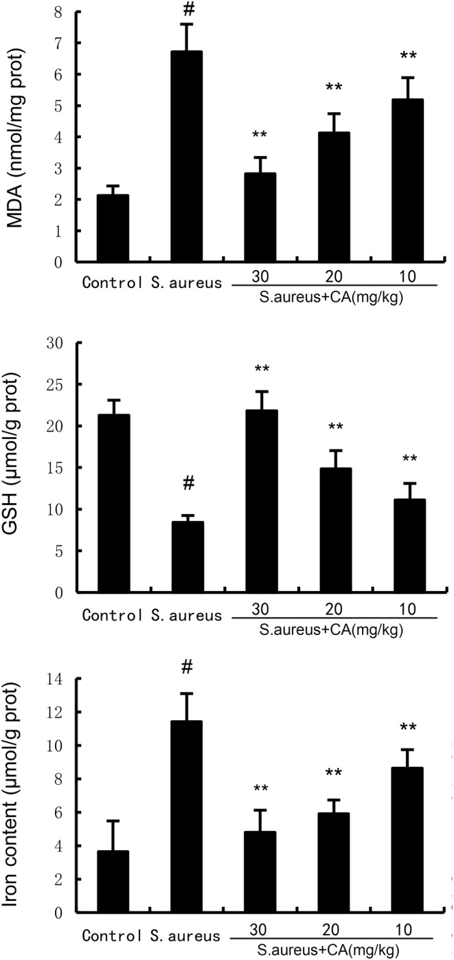 FIGURE 4