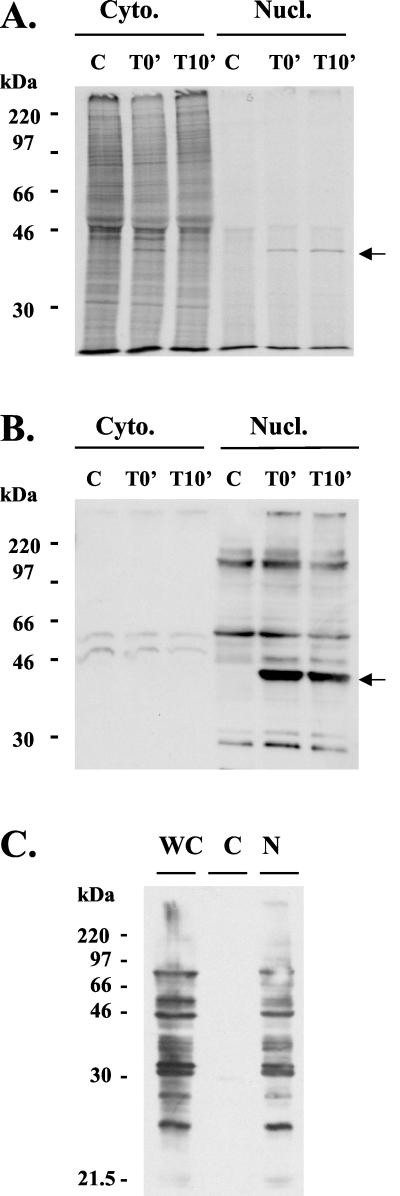 FIG. 1