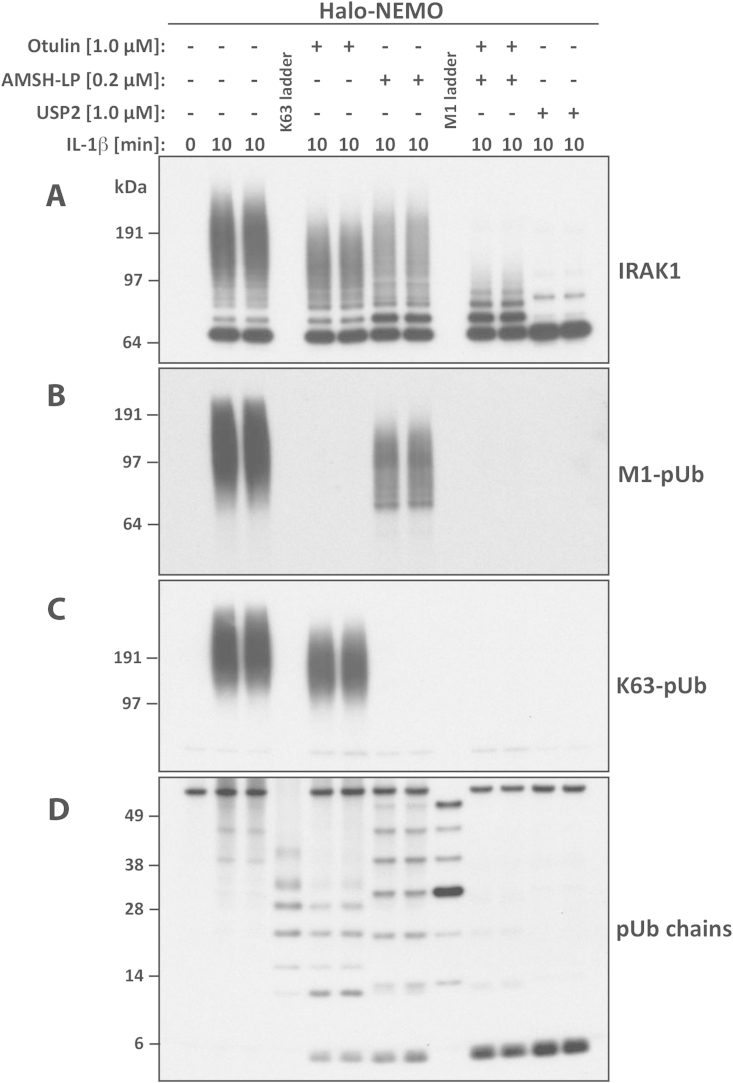 Fig. 6