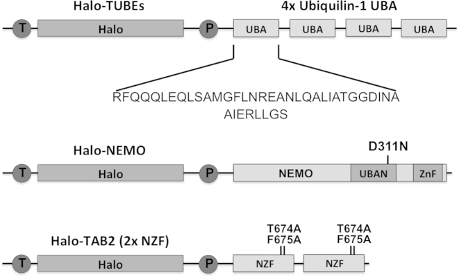 graphic file with name figs2.jpg