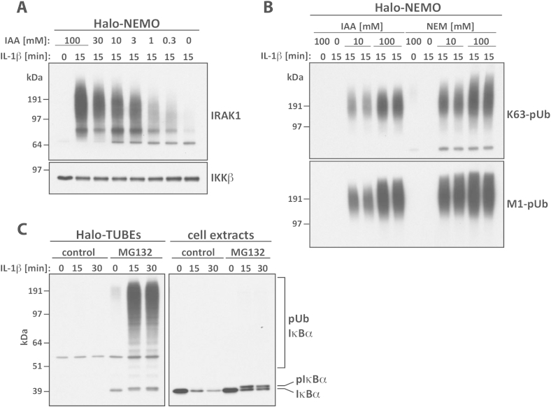 Fig. 2