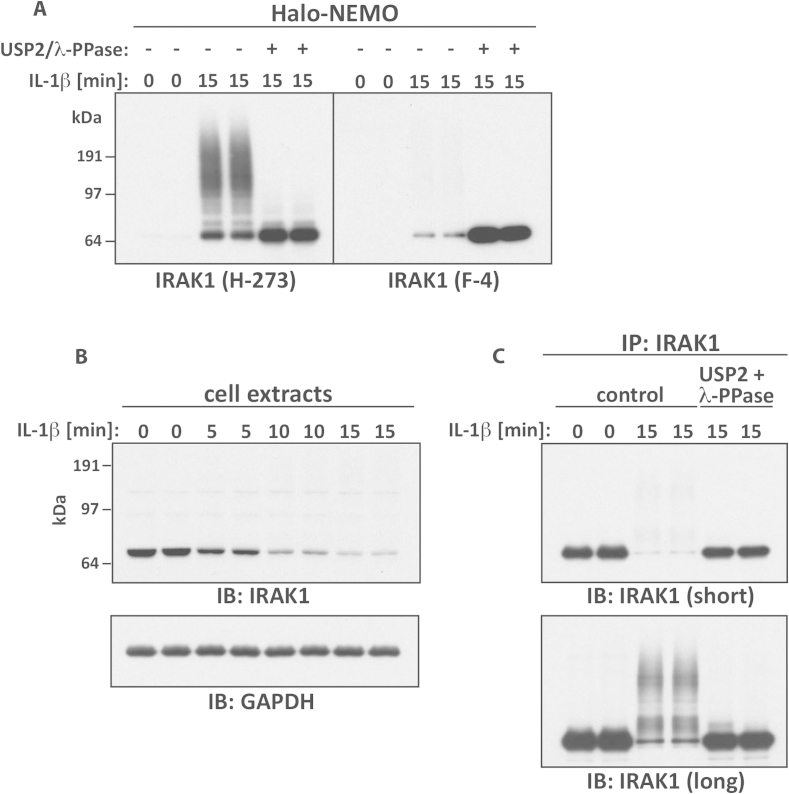 Fig. 7