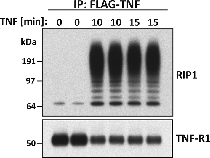 graphic file with name figs3.jpg