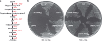 Fig. 6
