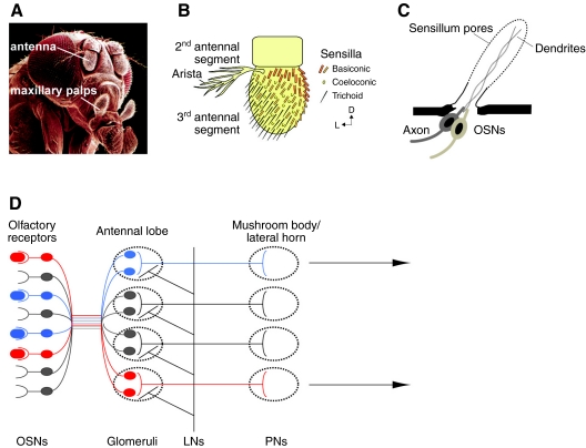 Fig. 1.