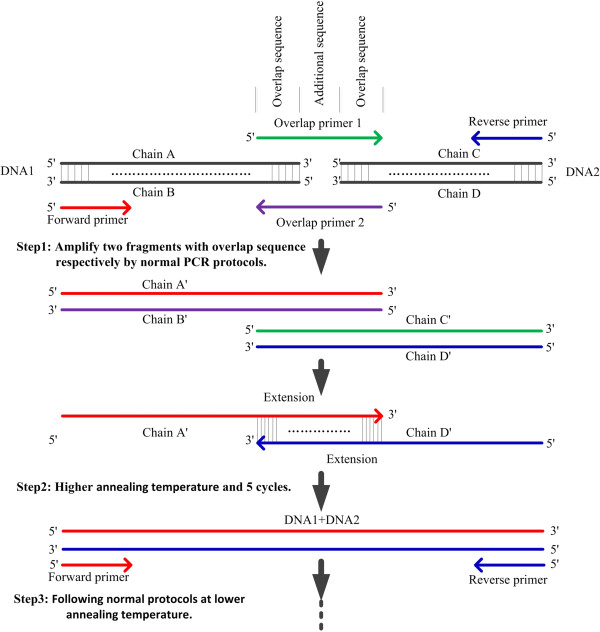 Simultaneous splicing of multiple DNA fragments in one PCR reaction - PMC