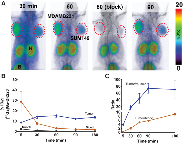 Figure 2. Pharmacokinetics of [68Ga]Ga-DK223. A, PET-CT images in NSG mice bearing MDAMB231 (left flank) and SUM149 (right flank) tumors at different time points show high tumor-to-background ratio at 60 minutes after injecting [68Ga]Ga-DK223. Radioactivity uptake reduced in MDAMB231 tumors after blocking with unlabeled 50 μg DK223 confirming PD-L1 specificity. Mice were injected with ∼ 7.4 MBq (∼200 μCi) [68Ga]Ga-DK223 (K, Kidney; B, bladder; n = 3). B, Pharmacokinetics of [68Ga]Ga-DK223 in tumor, blood and muscle, and C, tumor-to-tissue ratios. For B and C, mice were injected with ∼ 740 kBq (∼50 μCi) [68Ga]Ga-DK223 and sacrificed at different time points after injection (n = 4–5).