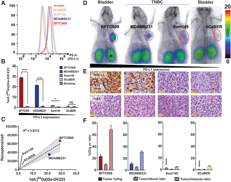 Figure 3. Evaluation of [68Ga]Ga-DK223 in UC and TNBC xenografts. A, Flow cytometry analysis of surface expression of PD-L1 in different cancer cell lines. B, In vitro uptake of [68Ga]Ga-DK223 in different cell lines. [68Ga]Ga-DK223 uptake is PD-L1 expression dependent, and co-incubation with 1 μmol/L of unlabeled peptide reduced uptake confirming PD-L1 specificity. C, In vitro [68Ga]Ga-DK223 uptake correlates with PD-L1 receptor density. D, PET-CT images of NSG mice bearing UC and TNBC tumors at 60 minutes showing PD-L1 specific tumor uptake. Mice were injected with ∼ 7.4 MBq (∼200 μCi; n = 2–3; K, Kidney; B, bladder). E, IHC staining for PD-L1 of the corresponding tumors. F, Tumor and tumor-to-normal tissue uptake derived using [68Ga]Ga-DK223 ex vivo biodistribution studies in NSG mice bearing respective cancer xenografts (n = 3–5). Mice were injected with ∼ 740 kBq (∼20 μCi) and sacrificed after 60 minutes. ****, P < 0.0001 by unpaired Student t test when compared with either MDAMB231 or BFTC909 tumors. Simple linear regression and Pearson coefficient were used in C.