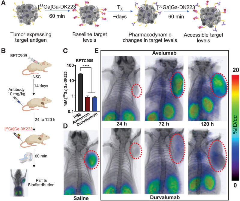 Figure 4. [68Ga]Ga-DK223 PET reveals temporal differences in tumor exposure of PD-L1 antibodies in BFTC909 xenografts. A, Schematic showing measurement of accessible target levels (PD-L1) by [68Ga]Ga-DK223 after mAb treatment (Created with BioRender.com). B, Experimental schematic C, [68Ga]Ga-DK223 uptake in BFTC909 cells with and without the presence of 60 nmol/L of aPD-L1 mAbs. Reduced uptake is observed in the presence of mAbs, confirming the ability of [68Ga]Ga-DK223 to measure only accessible PD-L1 in presence of mAbs. D, [68Ga]Ga-DK223 PET-CT image of saline treated NSG mice bearing BFTC909 tumor at 60 minutes showing high tumor uptake (n = 3). E, Longitudinal PET-CT study of mice bearing BFTC909 tumors and treated with 10 mg/kg of either avelumab (top) or durvalumab (bottom) for different duration of treatment (n = 2–3). All images were acquired 60 minutes after injection of ∼ 7.4 MBq (∼200 μCi) [68Ga]Ga-DK223. ****, P < 0.0001 by unpaired Student t test.