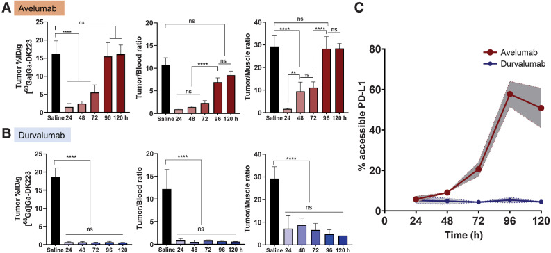 Figure 5. Quantification of accessible PD-L1 levels using [68Ga]Ga-DK223 in BFTC909 xenografts. Ex vivo biodistribution studies in NSG mice bearing BFTC909 tumors treated with 10 mg/kg of either avelumab or durvalumab for 24, 48, 72, 96, or 120 hours. Mice were injected with ∼ 740 kBq (∼20 μCi) [68Ga]Ga-DK223 and sacrificed 60 minutes after injection. Tumor %ID/g and tumor-to-tissue ratios over different duration of treatment of (A) Avelumab, and (B) Durvalumab (n = 5–6). C, % of accessible PD-L1 levels at tumor calculated as fraction of average untreated control (n = 5). Shaded region represents 95% confidence interval. **, P < 0.01; ***, P < 0.001; ****, P < 0.0001 by two-way ANOVA.