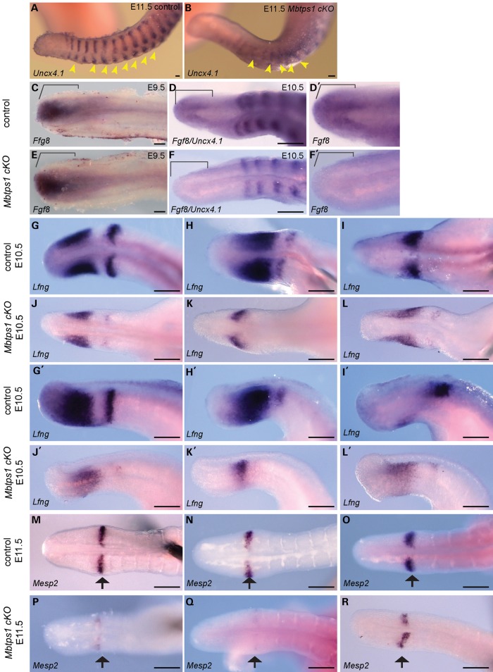 Figure 5.