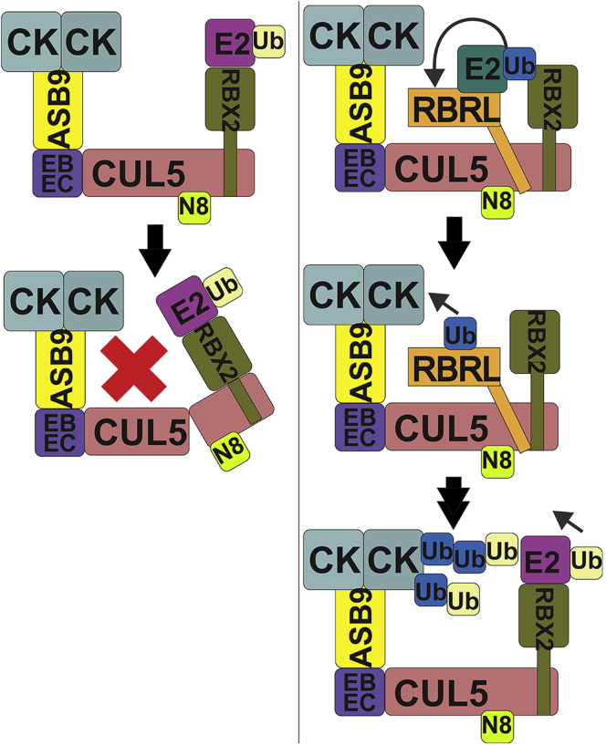 Fig. 8