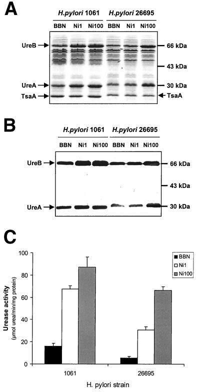 FIG. 1